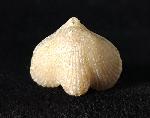 Cyclothyris vespertilio (BROCCHI 1813) - Bild © FossNet FossilienStore